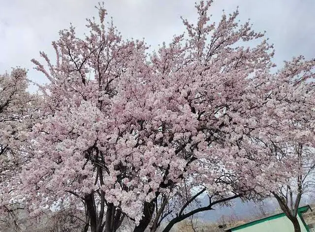 Gilgit Baltistan Cherry, Almond & Apricot Blossom Tour