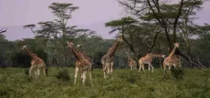 8 Best Ecotourism Destinations in Africa